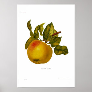 Póster Apple das pedras