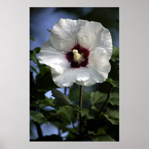 Póster Apple floresce