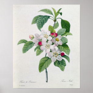 Póster Apple floresce, 'do DES de Les Choix mais Belles