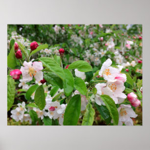 Poster Apple floresce na CHUVA!