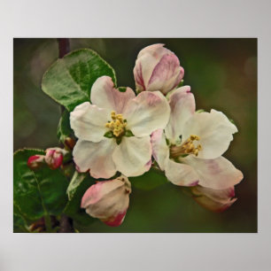 Poster Apple floresce tempo