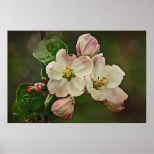 Poster Apple floresce tempo