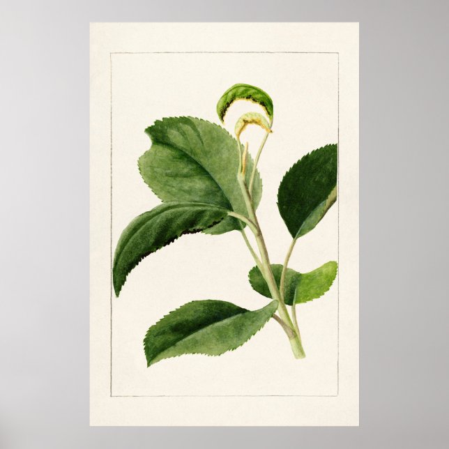 Poster Apple Leaves (Malus Domestica) (1910) apresentada  (Frente)