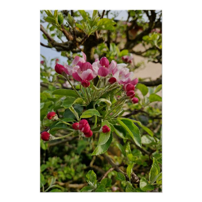 Póster Apple tree blossom  (Frente)