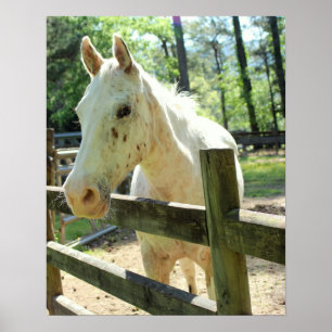 Póster Appy the Horse