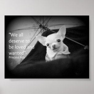 Poster Apreciação da chihuahua