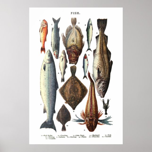 Poster Apresentação de diferentes tipos de peixe (Frente)