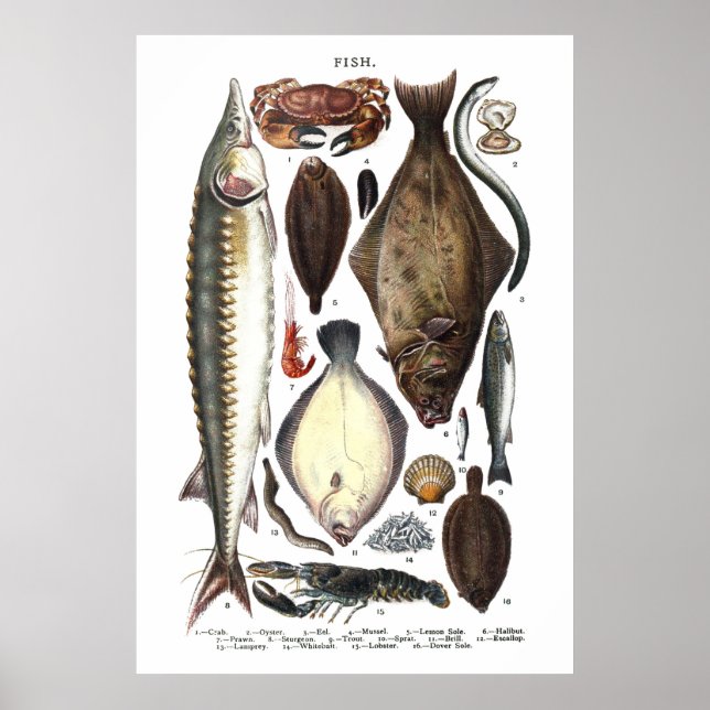 Póster Apresentação de diferentes tipos de peixes (Frente)