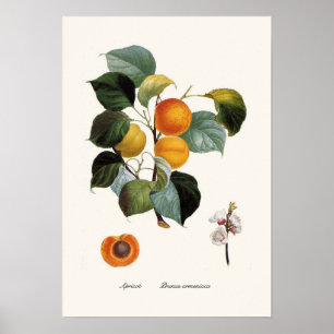 Póster Apricot