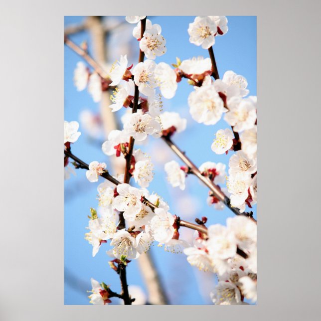 Póster Apricot (Frente)