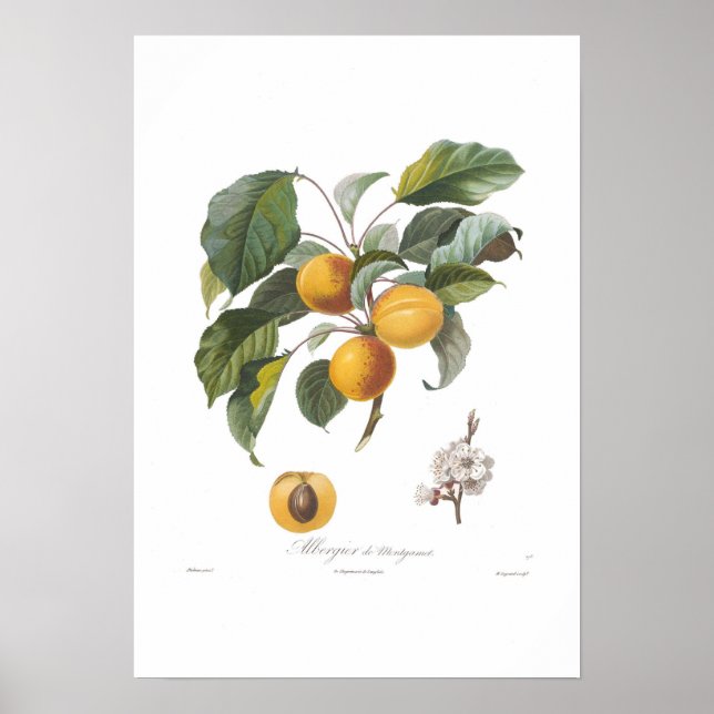 Poster Apricot-Albergia de Montgamet (Frente)