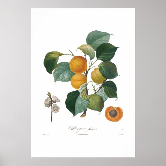 Poster Apricot-Albergia Franco (Frente)