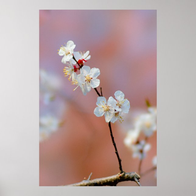 Poster Apricot Blossomo Japonês Espantoso (Frente)