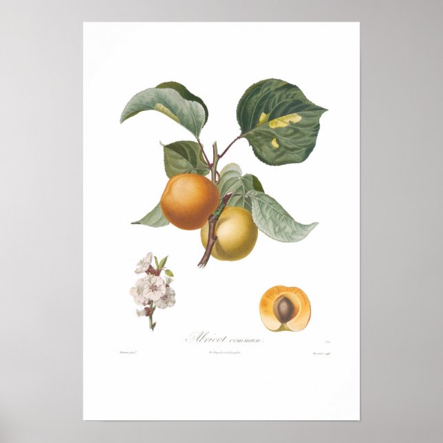 Poster Apricot-Common Aricot (Frente)