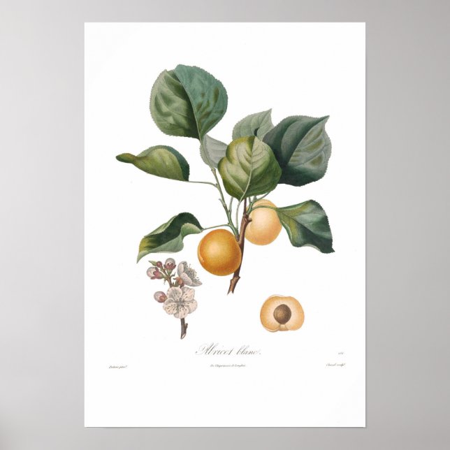 Poster Apricot, Damasco Branco (Frente)