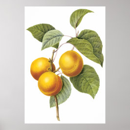 Póster Apricot Peach