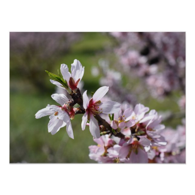 Póster Aproximação de Almond Blossom (Frente)