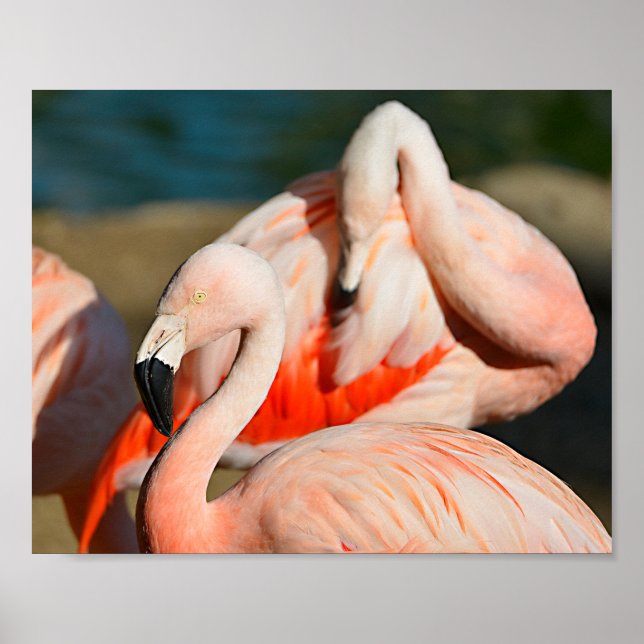 Poster Aproximação de flamingos de chile (Frente)