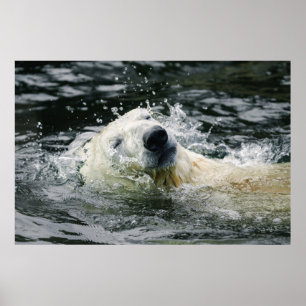 Poster Aqua Aura do Urso Polar