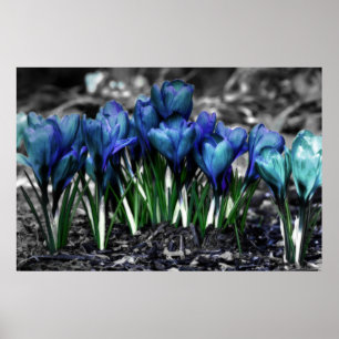 Póster Aqua Blue Crocus Blooms