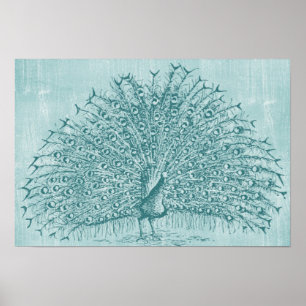 Poster Aqua Peacock