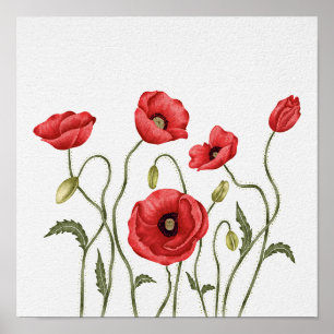 Poster Aquarela Botânica de Papoula Vermelha Silvestre