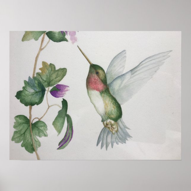 Poster Aquarela-do-jardim de beija-flores (Frente)