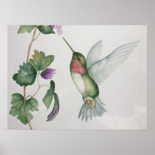 Poster Aquarela do Jardim do Hummingbird com garganta de 
