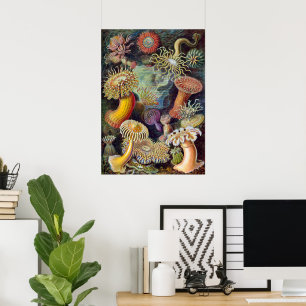 Póster Aquarelas Antigas de Anêmonas Marinhas por Ernst H