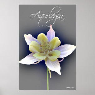 Póster Aquilegia