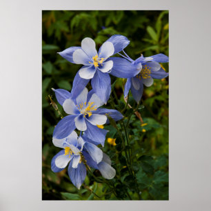 Poster Aquilegia Azul do Colorado perto de Telluride Colo