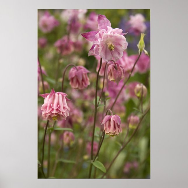 Póster Aquilegia rosa ... pôster (Frente)