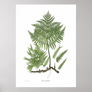 Póster Aquilinum do Pteridium