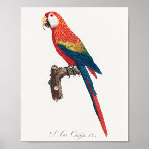 Poster Ara Canga Parrot