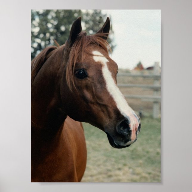 Póster Árabe em Pasture (Frente)