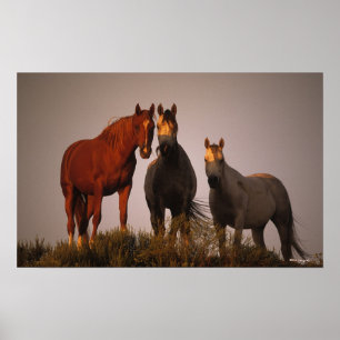 Póster Árabes ao pôr do sol