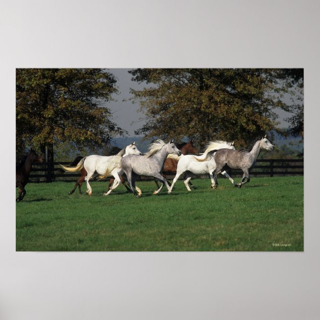 Poster Árabes correndo em campo (Frente)