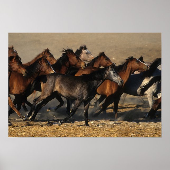 Poster Árabes correndo no deserto (Frente)