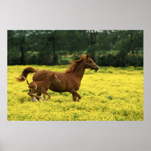 Póster Arabian foal and mare running through
