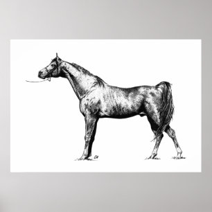 Póster Arabian in Pen & Ink