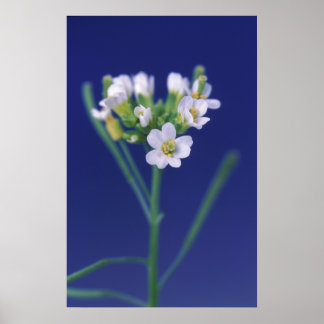 Poster Arabidopsis Thaliana Flower
