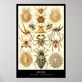 Poster Arachnida - Placa 58 - Kunstformen der Nature