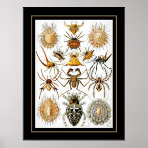 Poster Aracnídeos de Ernst Haeckel do artista do vintage