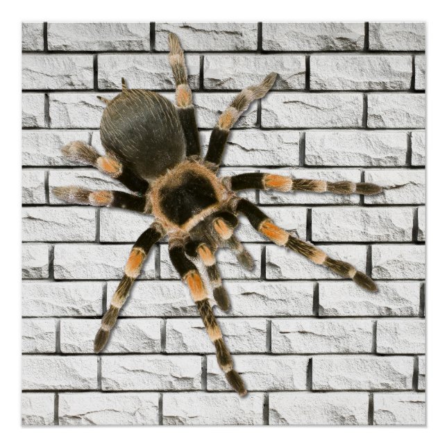 Póster araignée mygale (Brachypelma smithi).  (Frente)
