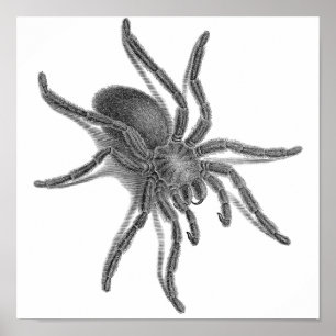 Póster Aranea Avicularia, Aranha Cubana Negra