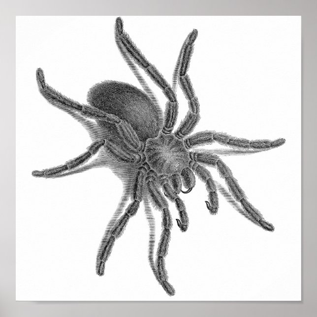 Póster Aranea Avicularia, Aranha Cubana Negra (Frente)