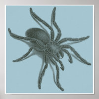 Aranea Avicularia, Aranha Cubana Negra