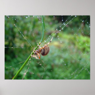 Poster Araneus - aranha do tecelão da esfera