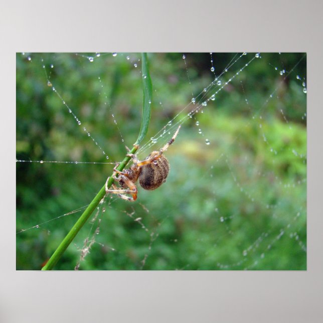 Poster Araneus - Orb Weaver Spider (Frente)