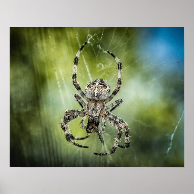 Póster Aranha (Frente)